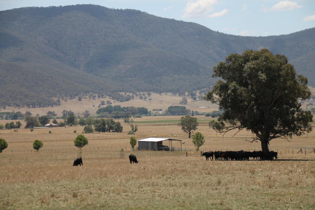 山景汽车旅馆 Corryong 外观 照片